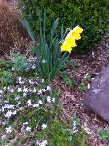 Daffodils and Little Whites