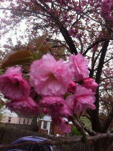 Wunderland Tree Close Up